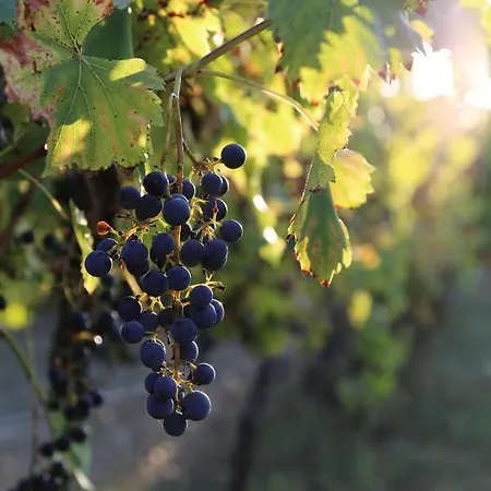 Le Bonheur * Hiersac