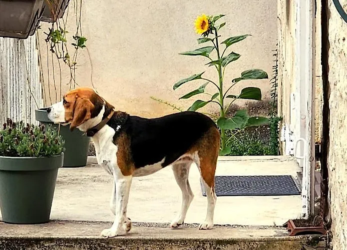 بيت للعطل Le Bonheur Hiersac