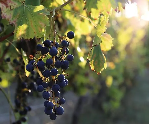 Le Bonheur * Hiersac